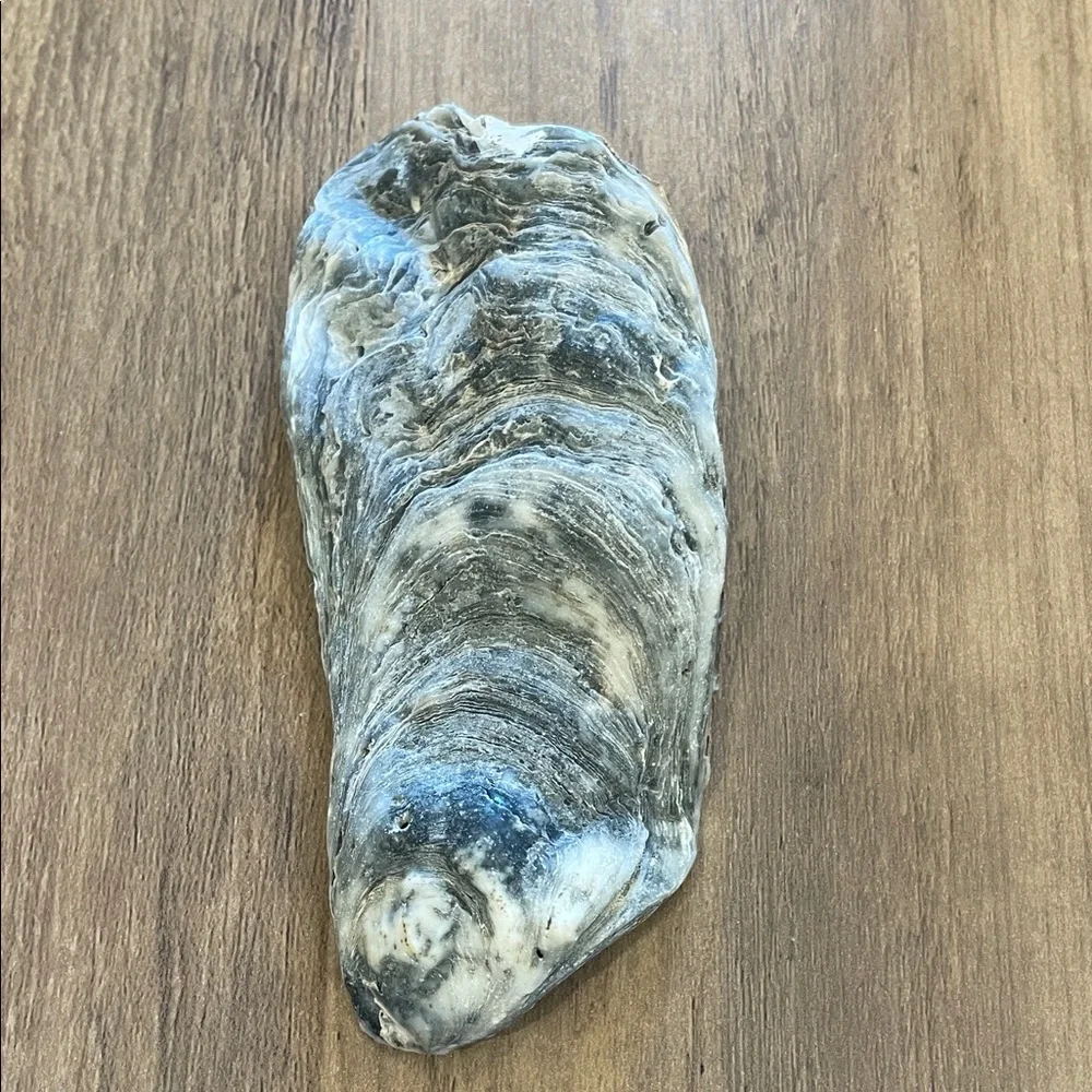Natural oyster shell ring dish - small and medium